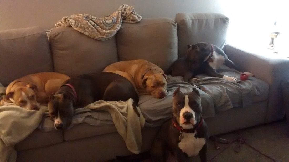 Hasil gambar untuk dogs on couch
